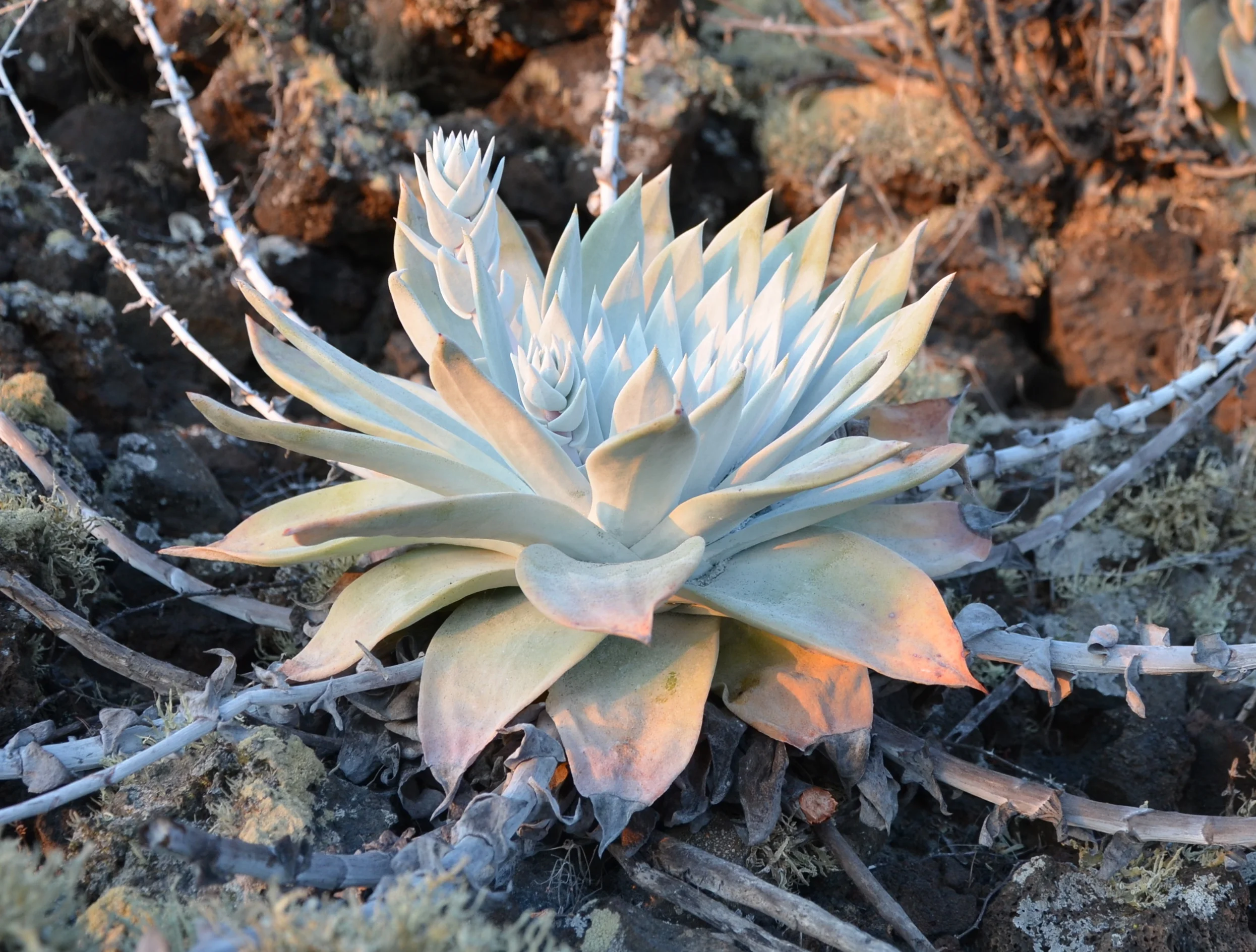 Dudleya anthonyi 13.5%22 wide x 10.5%22.jpg