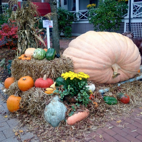 Dreaming of pumpkin everything...pumpkin bread, cookies, cheesecake, pancakes, pie...what's your favorite way to cook with pumpkin?