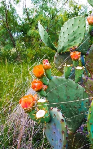 CactusFlowers_PSEdit.jpg
