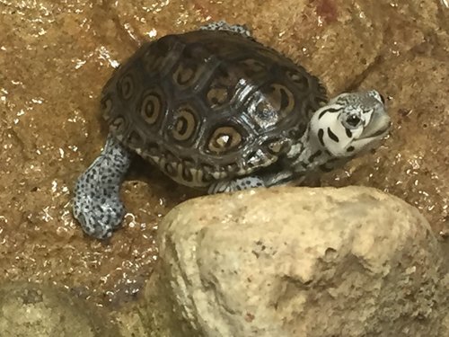 Turtle Crossing.jpeg