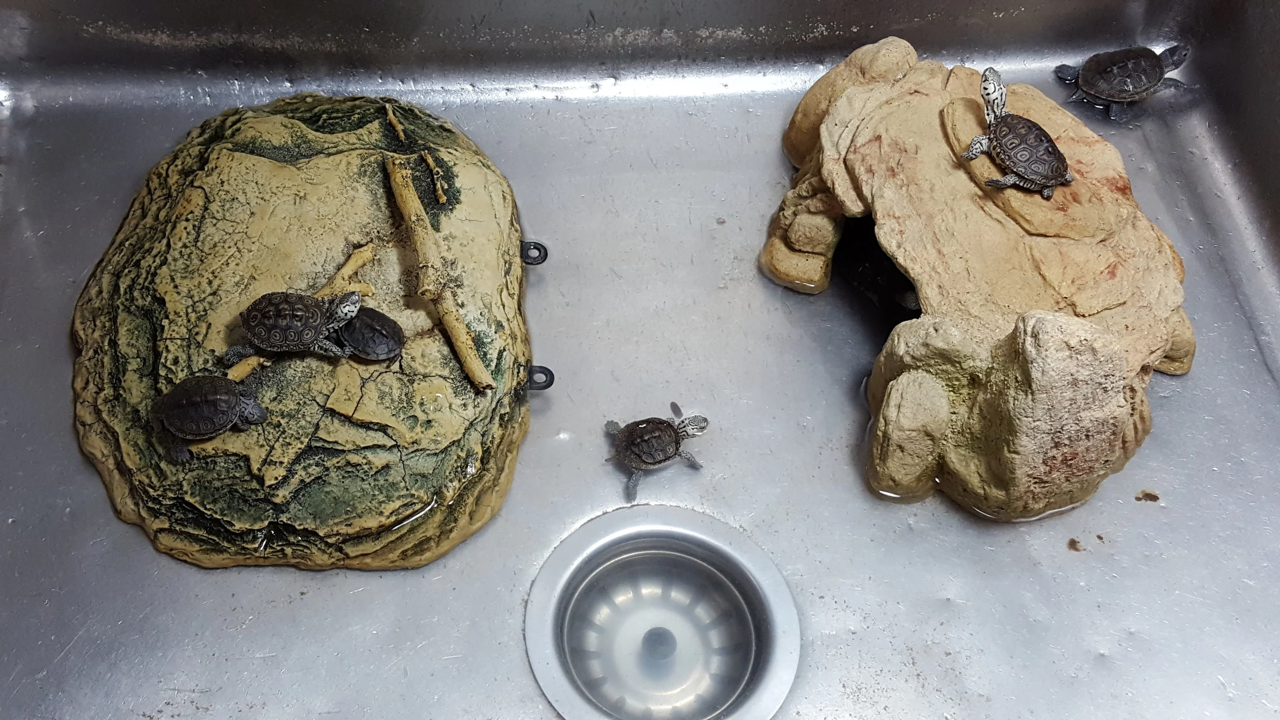 turtles in sink.jpg