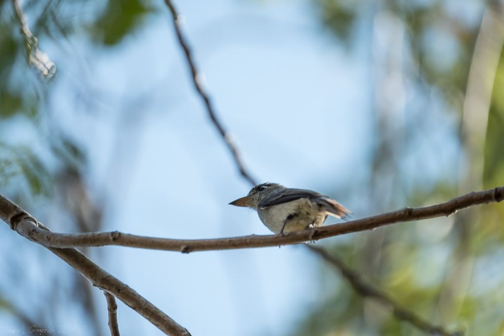 20180425DSCF348321879 CUBA XT2.jpg