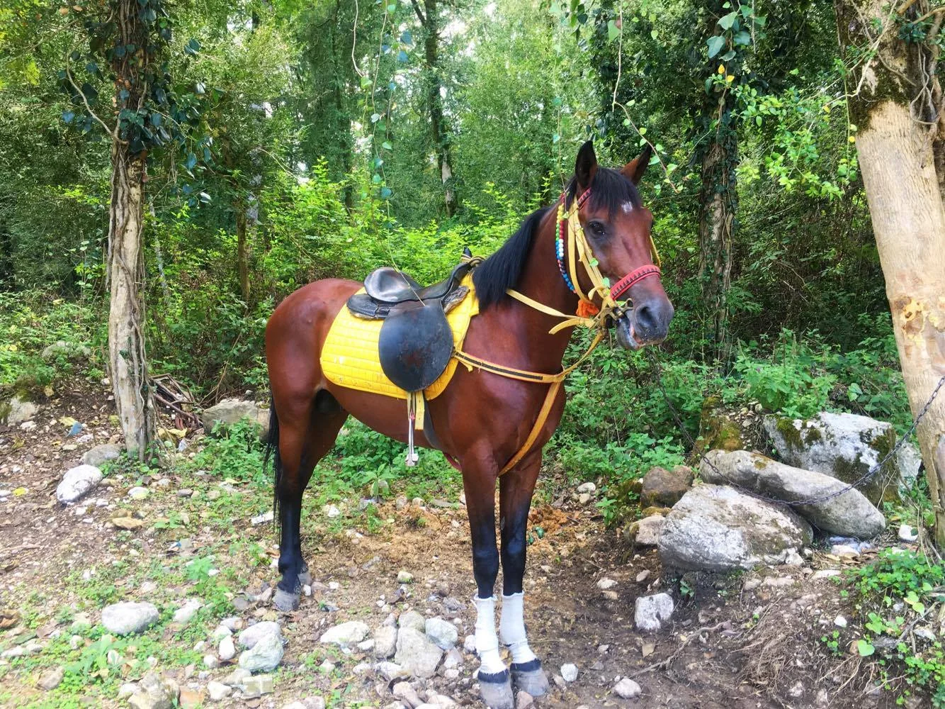 I encountered this beauty during a hike in Mazandaran (Shomal)
