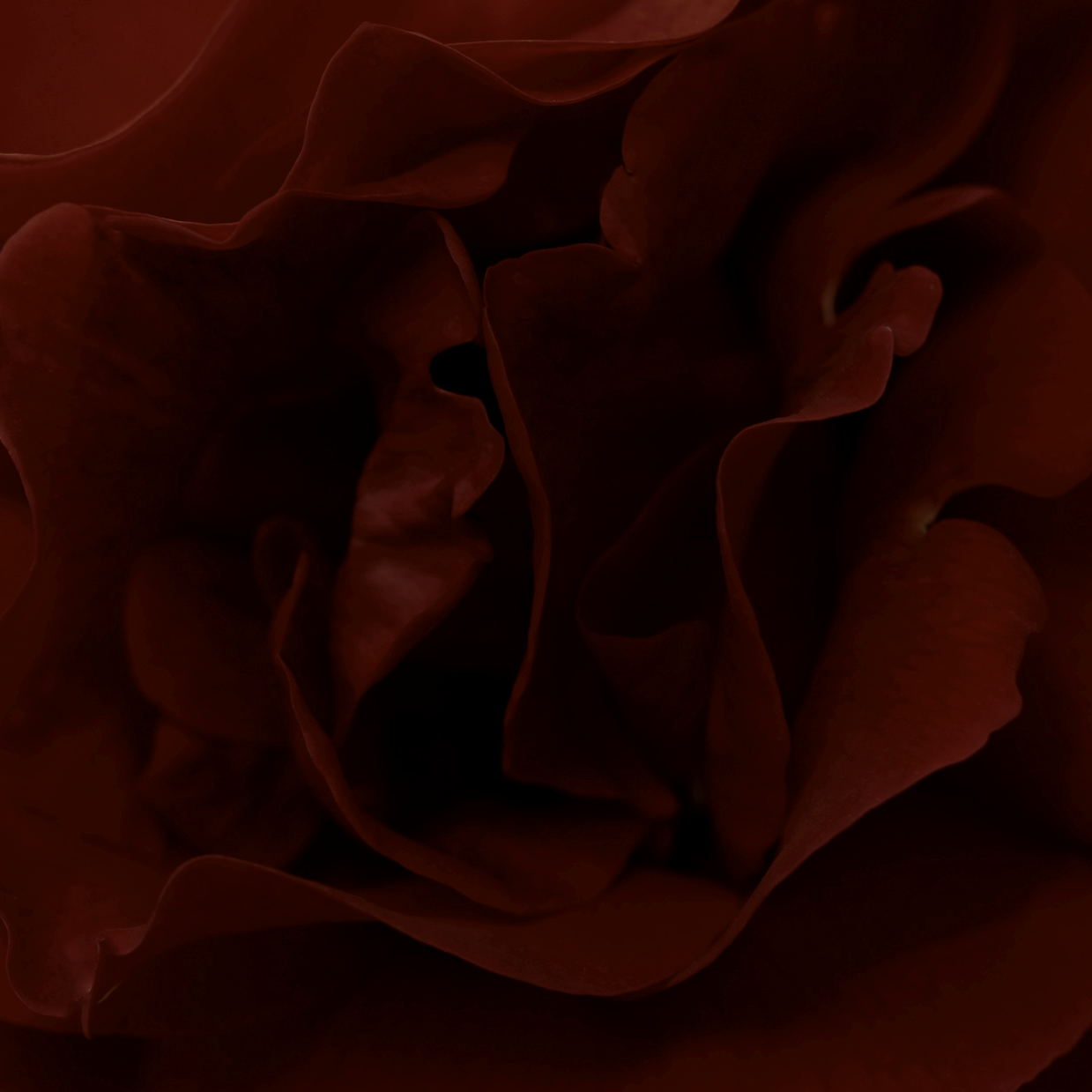 PMPHOTO3.png