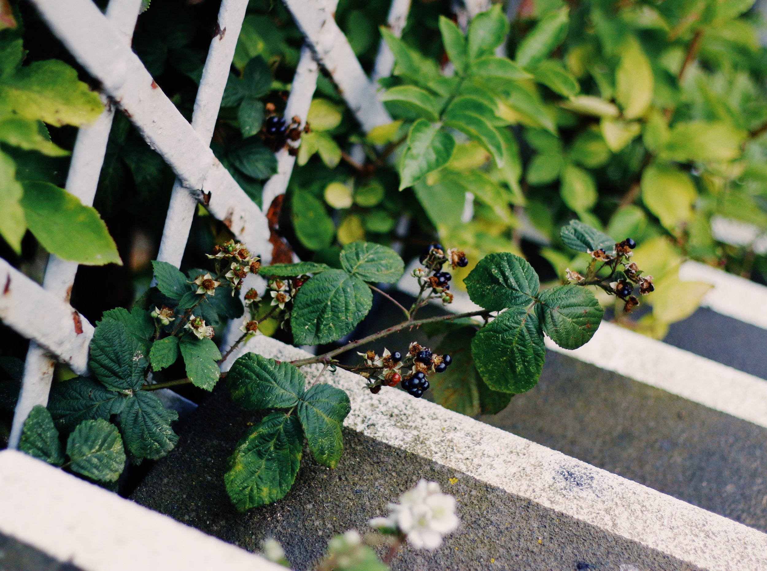 Blackberry