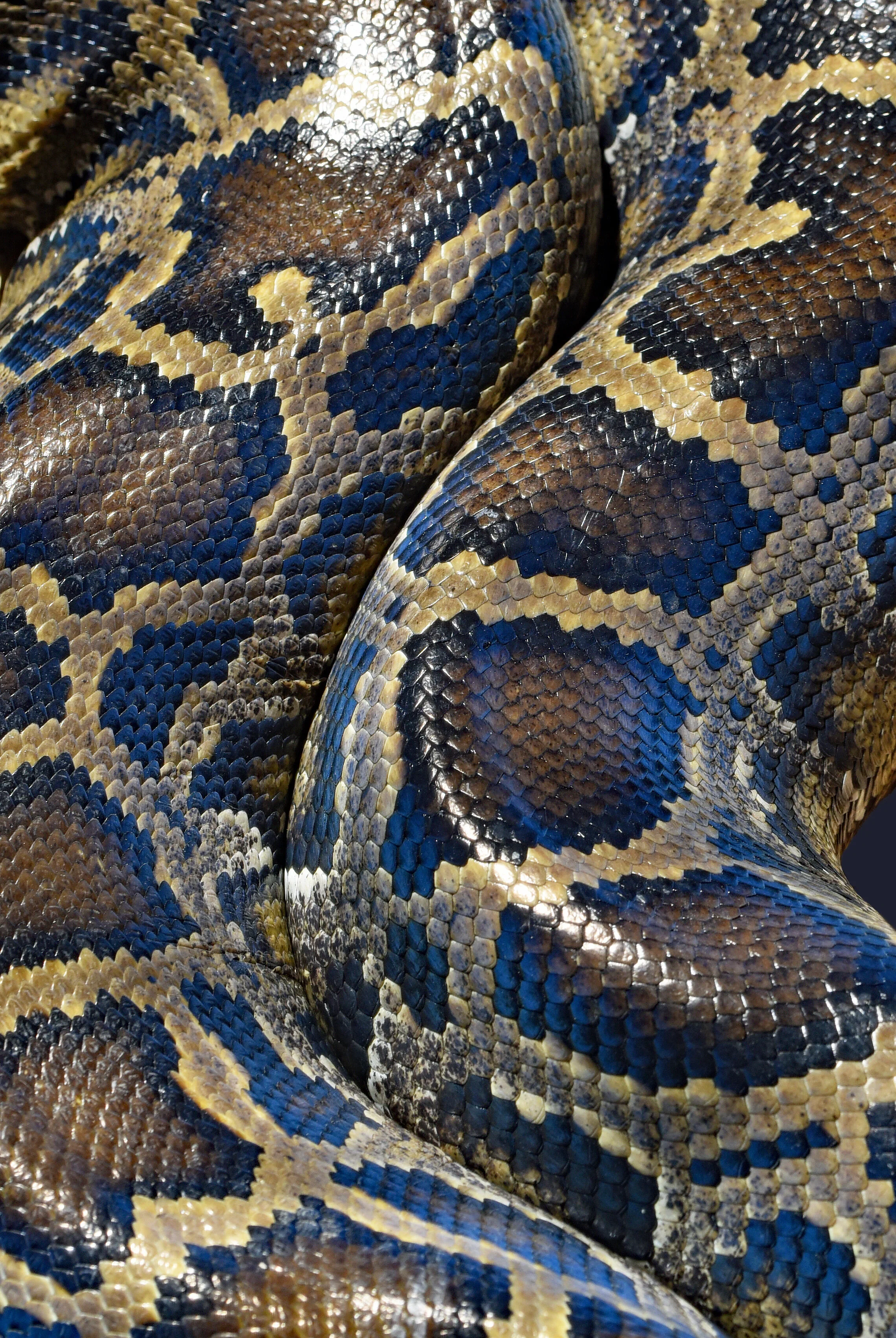 SWARM + SNAKE