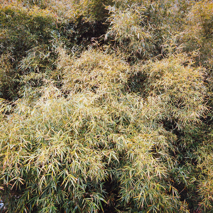 jungblut_bamboo_21.jpg