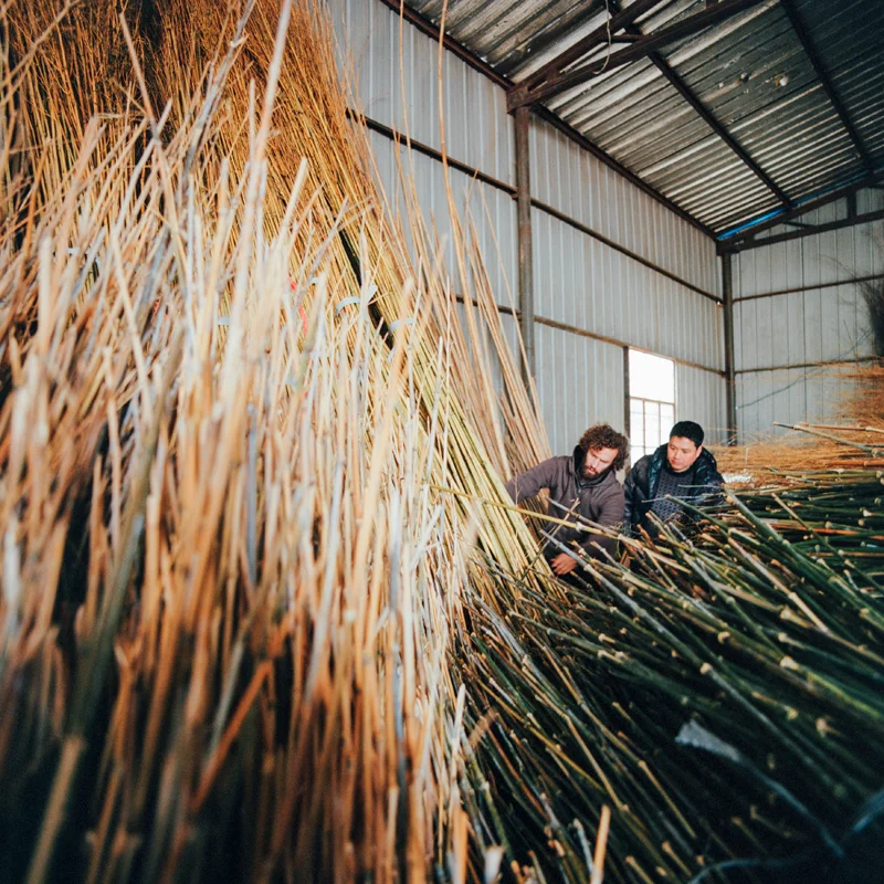 jungblut_bamboo_26.jpg