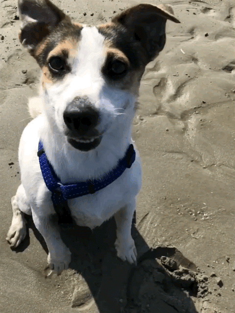 Bailey 2.gif
