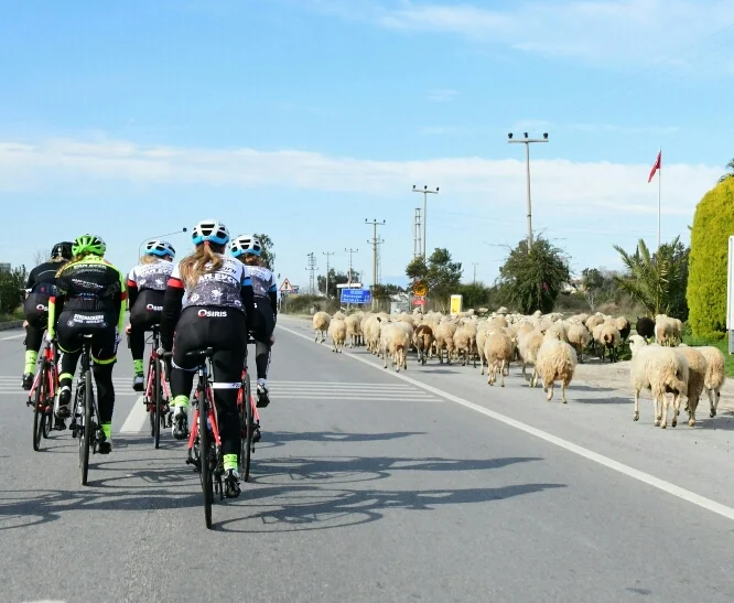 schapen.jpg