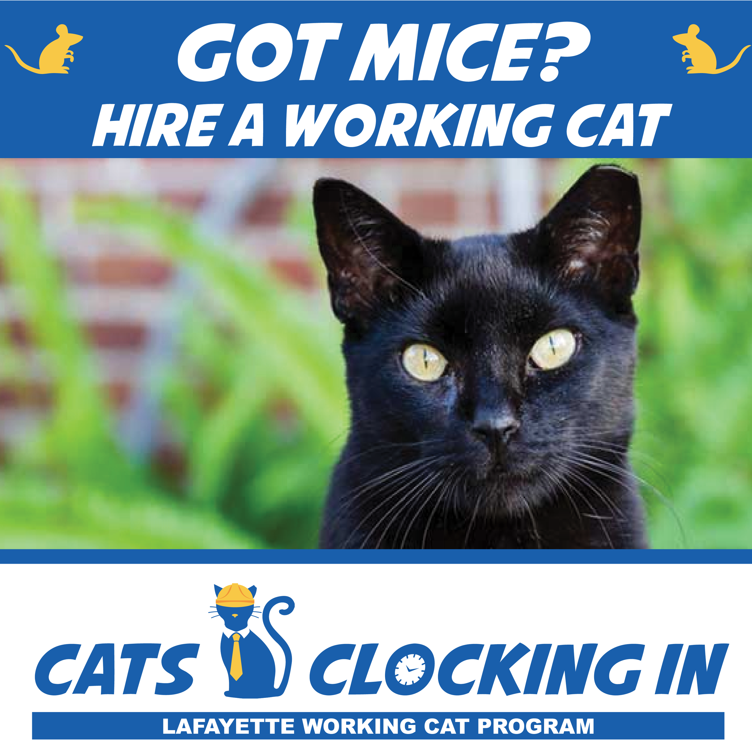 Working Cats Clock In for a Second Chance 