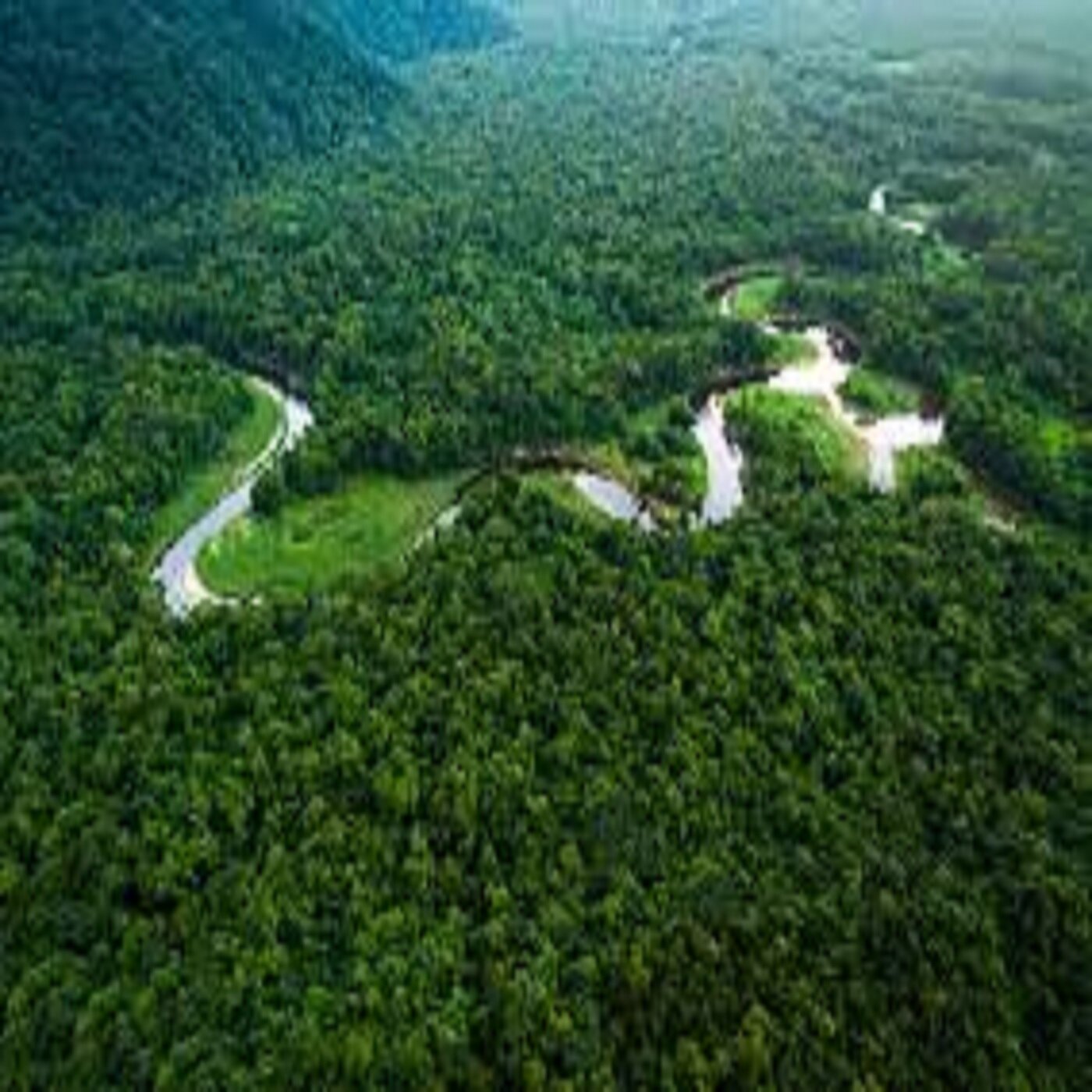 Amazon rainforest: behind the lungs of the planet