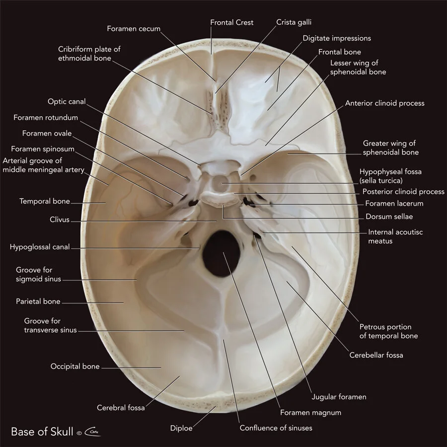 Base of Skull