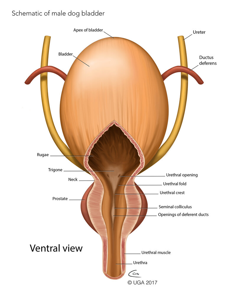 Мочеточники у собаки. Строение мочевого пузыря у собаки. Мочевой пузырь собаки анатомия. Строение мочевого пузыря животных. Мочевой пузырь кошки анатомия.