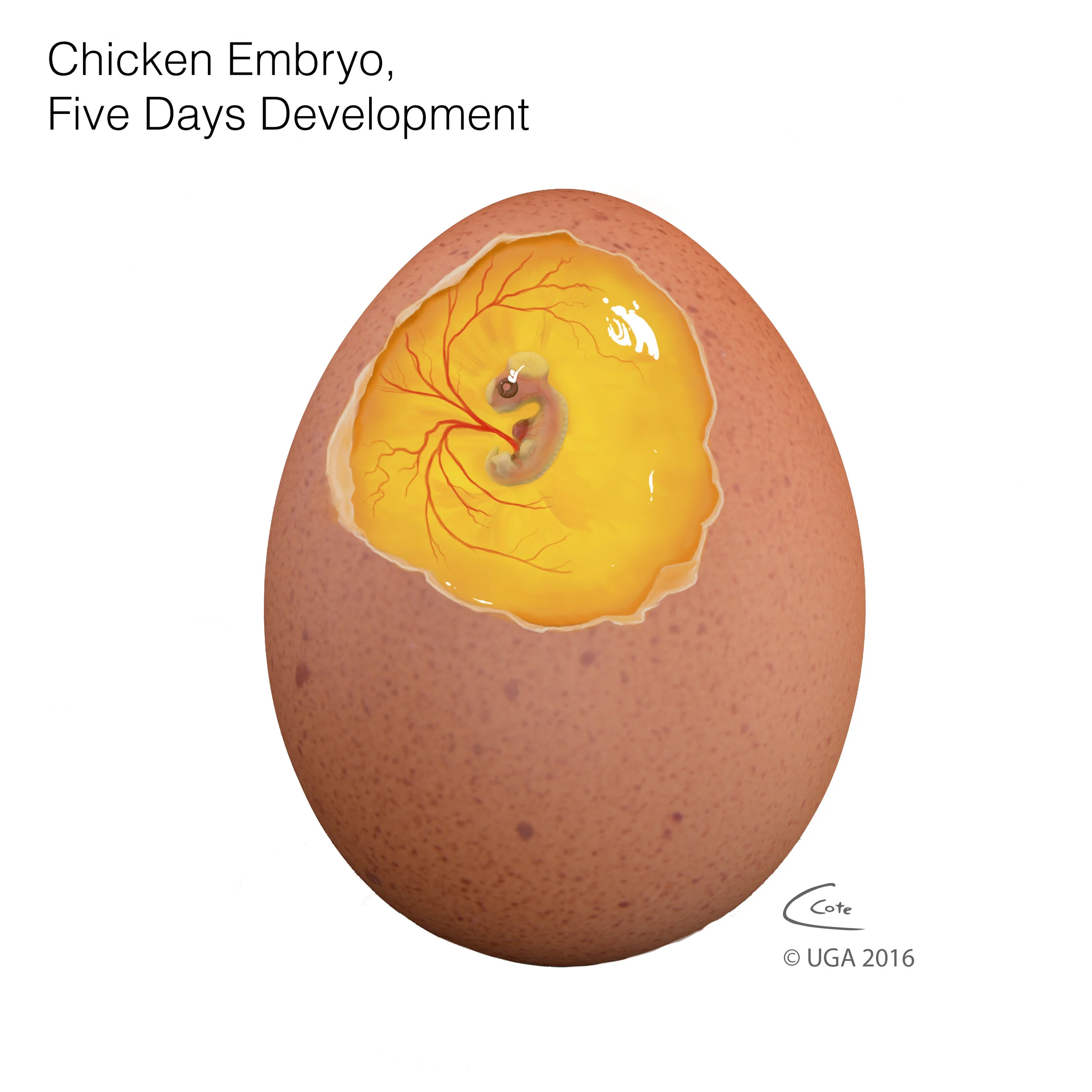 ChickEmbryo_website.jpg