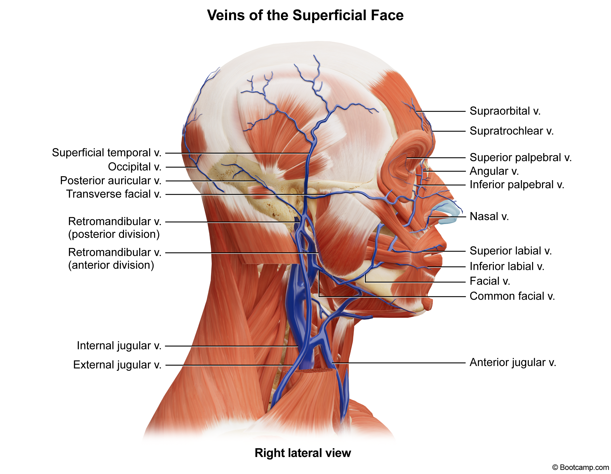 Veins of the Superficial Face