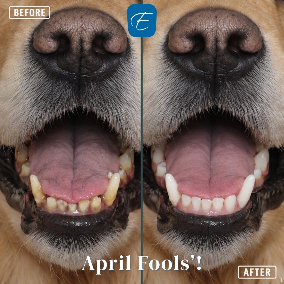 Did you see our previous post today? If you haven&rsquo;t figured it out, April Fools! 

We are not going to be treating pets in our office or at shelters. However, oral hygiene is important for pets. 

Brushing pets&rsquo; teeth is important as it r