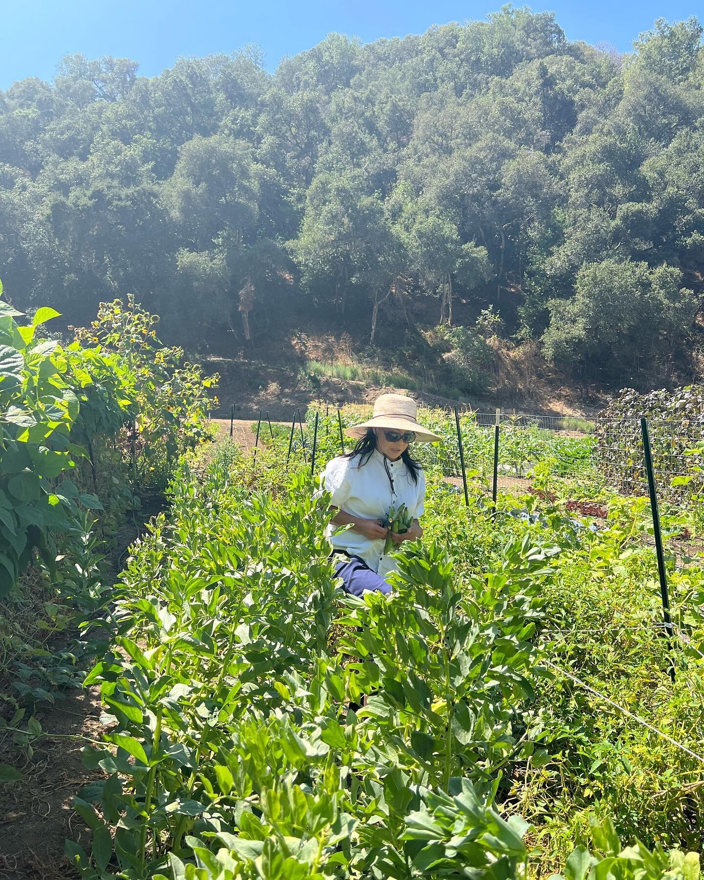 It was a fruitful week at this beautiful, organic farm (and only 11 miles from the restaurant). Can&rsquo;t wait to start working on some new dishes with today&rsquo;s harvest! @stonybrookcanyonfarm