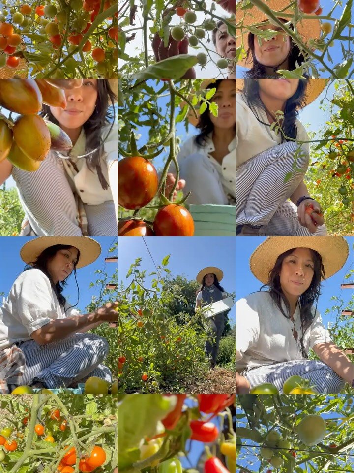 No ripe tomato left behind!
The cherry heirlooms are coming in hot right now and it&rsquo;s a picking frenzy around here. Every variety (slide 3) has its own unique character, and I want you to taste the difference.

We&rsquo;ve tucked them in the fa