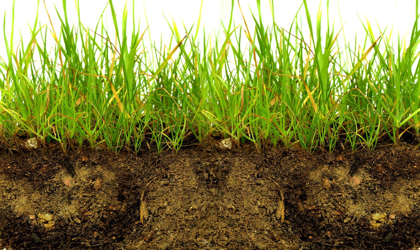 Почвы малоплодородны и сильно заболочены короткие. Земля с травой. Почва с травой. Почва с травой в разрезе. Срез земли с травой.