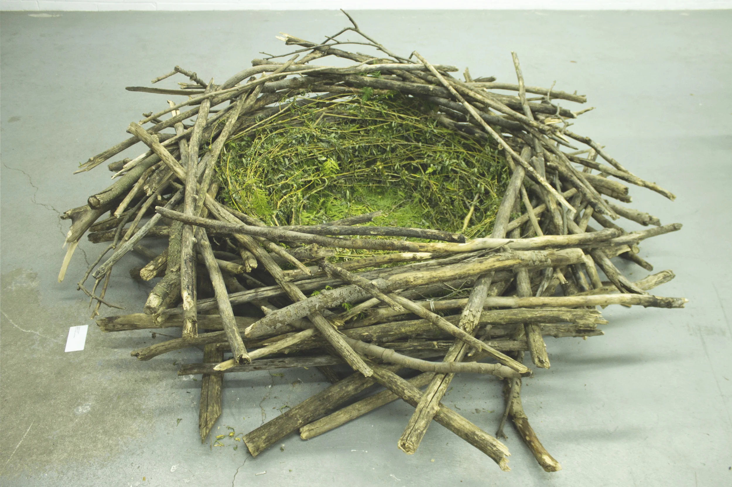 Nest.jpg