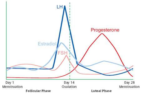 menstrual_cycle_ca6.jpg