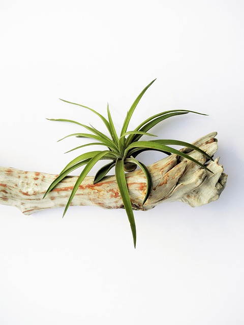 tillandsia-798681_640.jpg