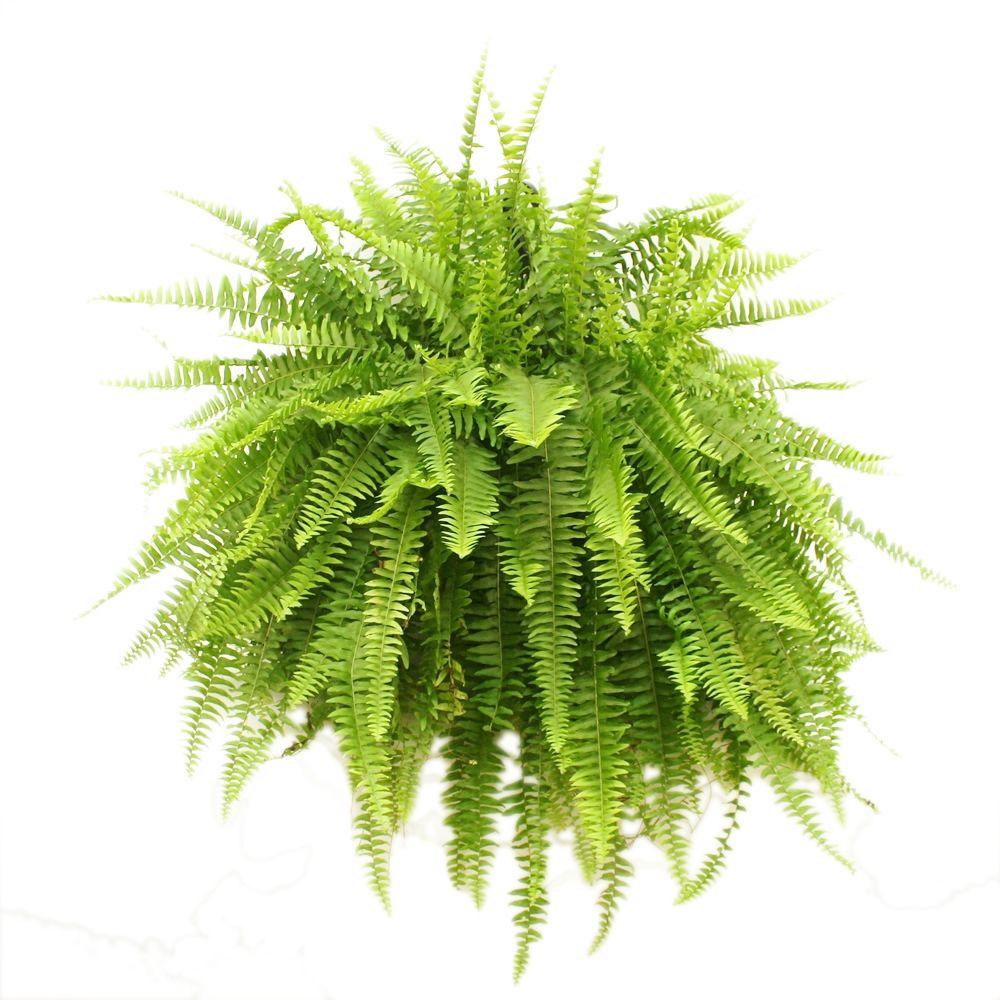 Fern.jpg