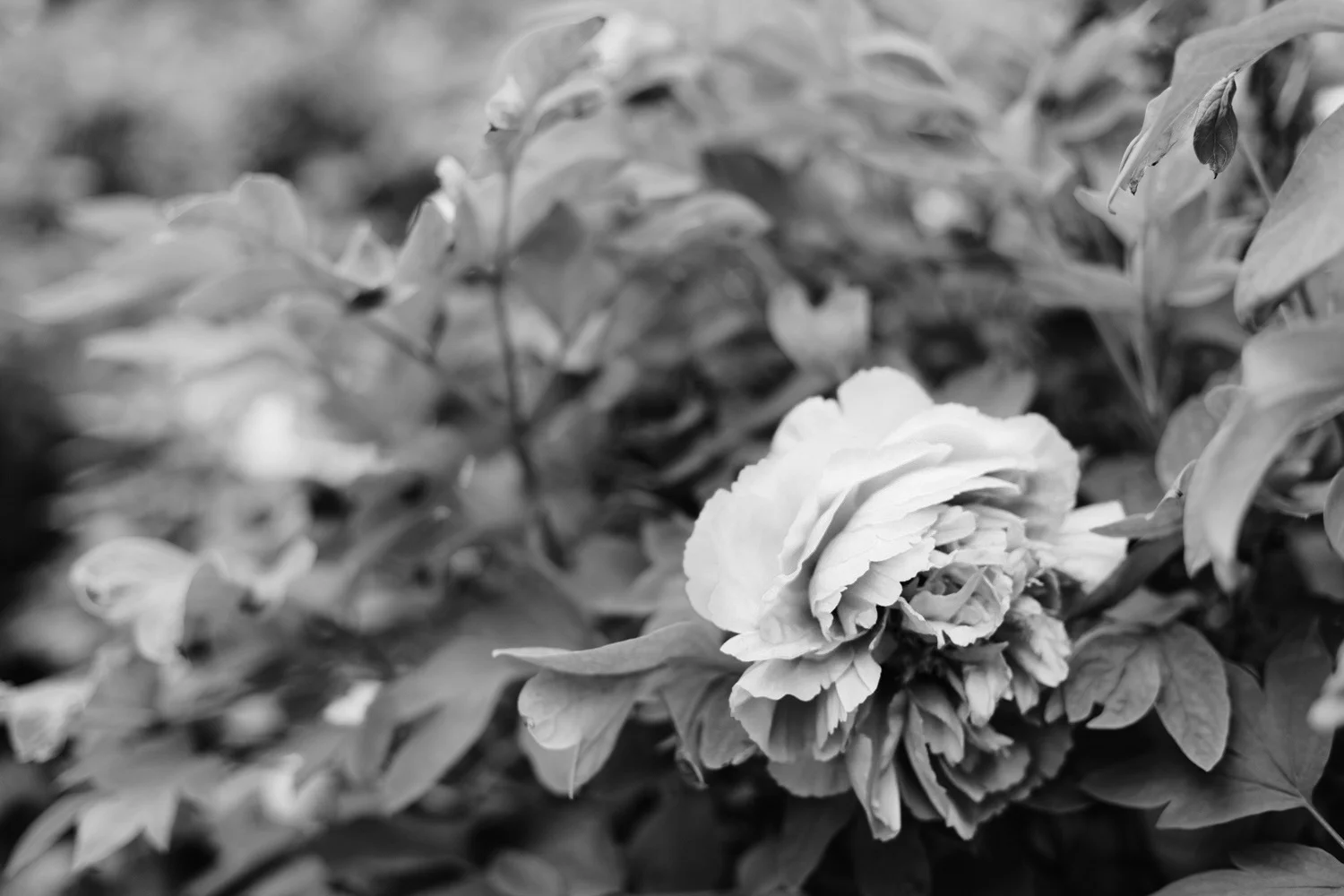 170423-ElisendaLlinares-2738.jpg
