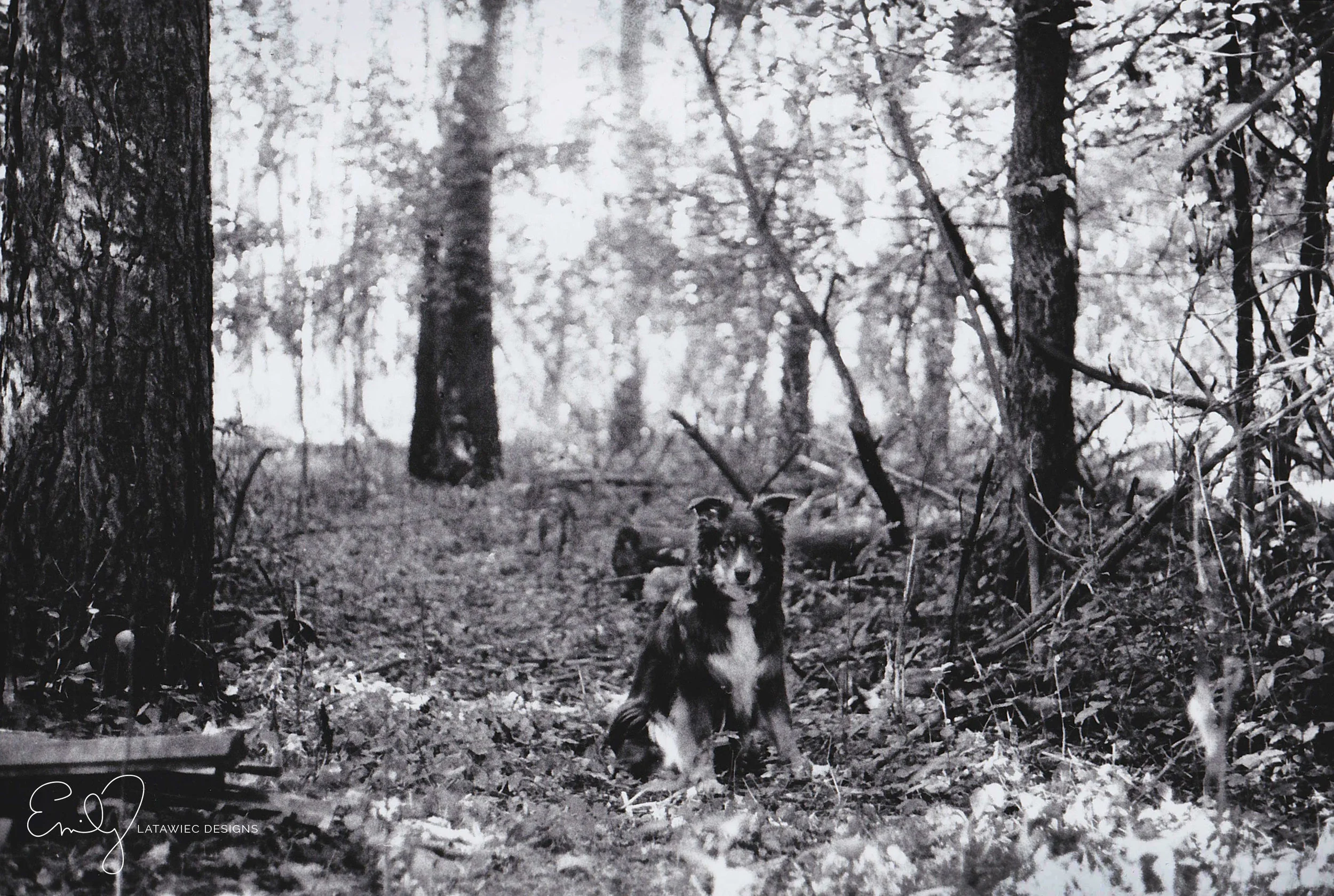 ©-Emily-Latawiec-Designs-ginger-in-the-woods.jpg