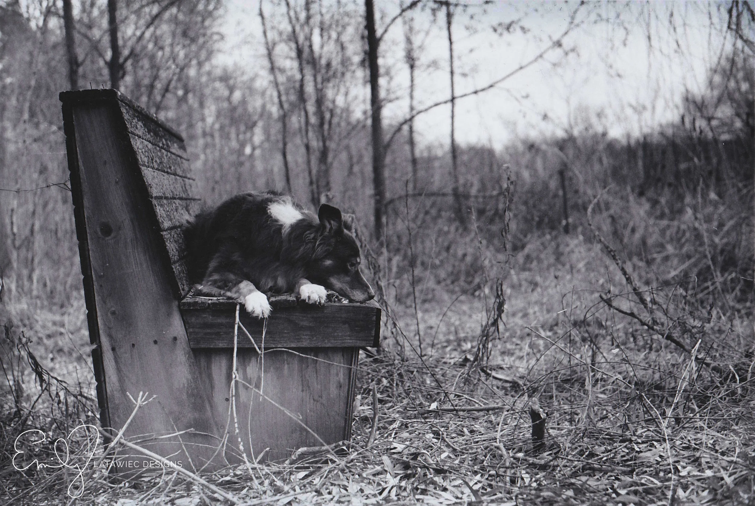 ©-Emily-Latawiec-Designs-ginger-waiting.jpg