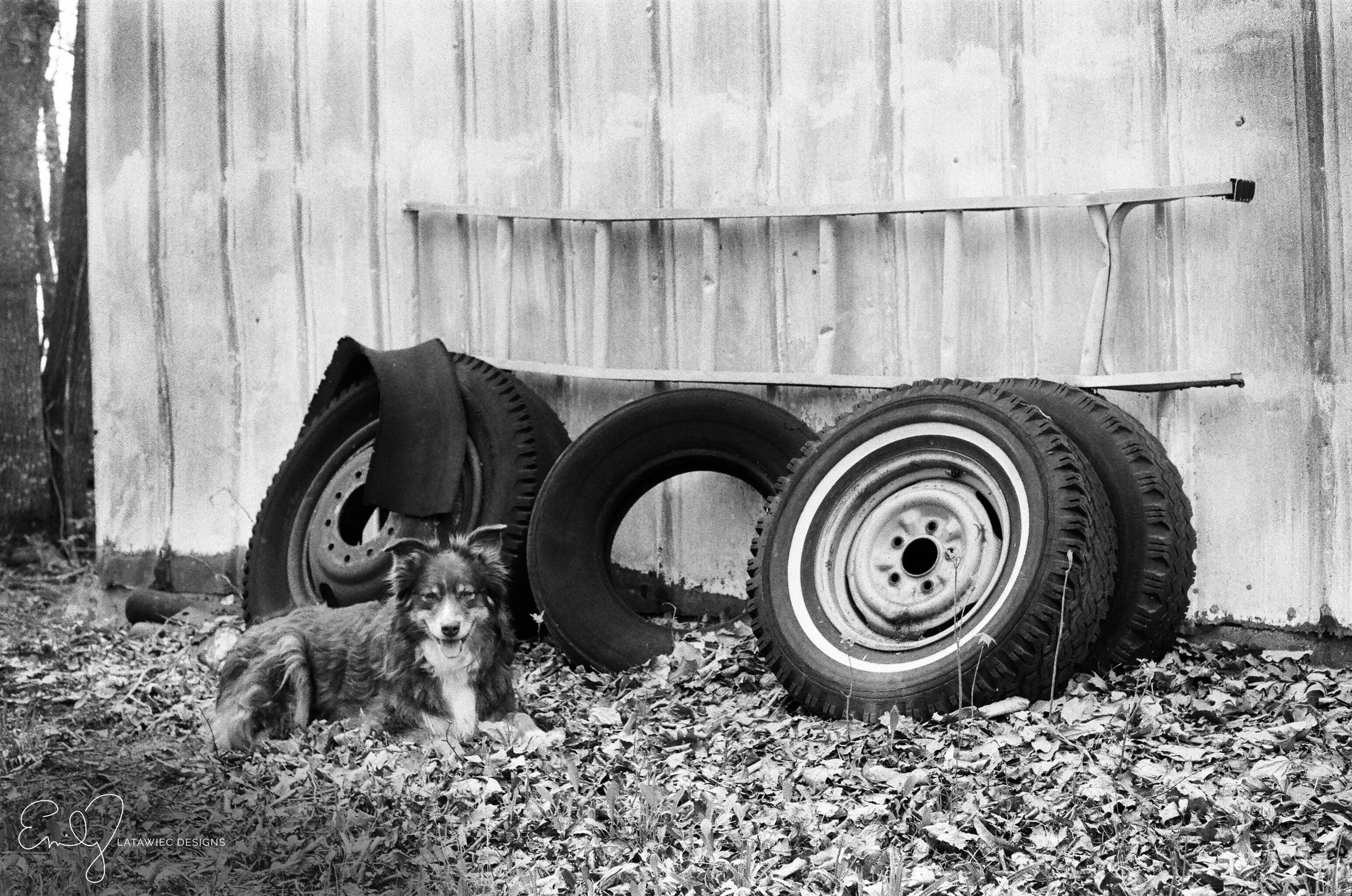 ©-Emily-Latawiec-Designs-Ginger-with-tires.jpg
