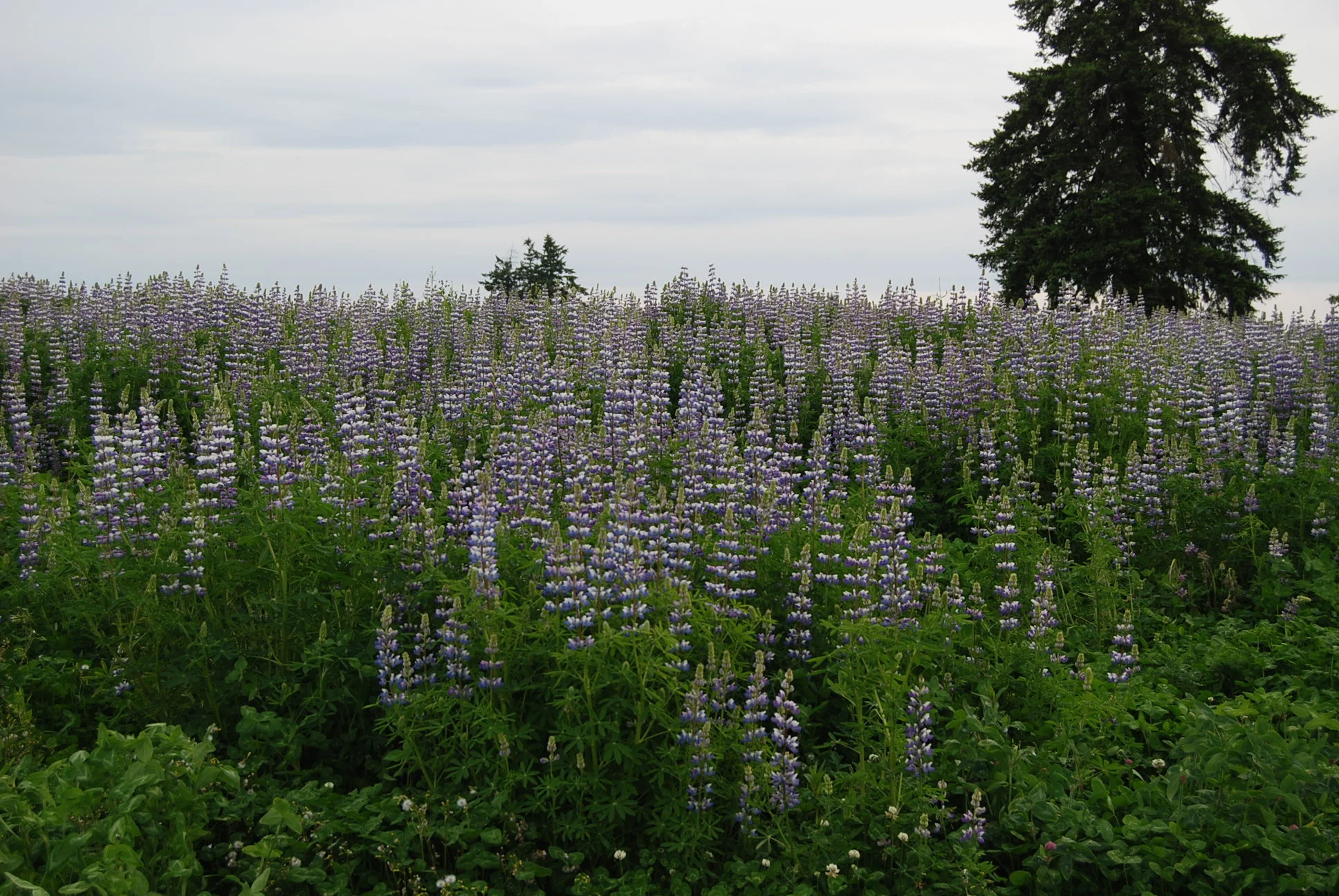 DSC_2802.JPG