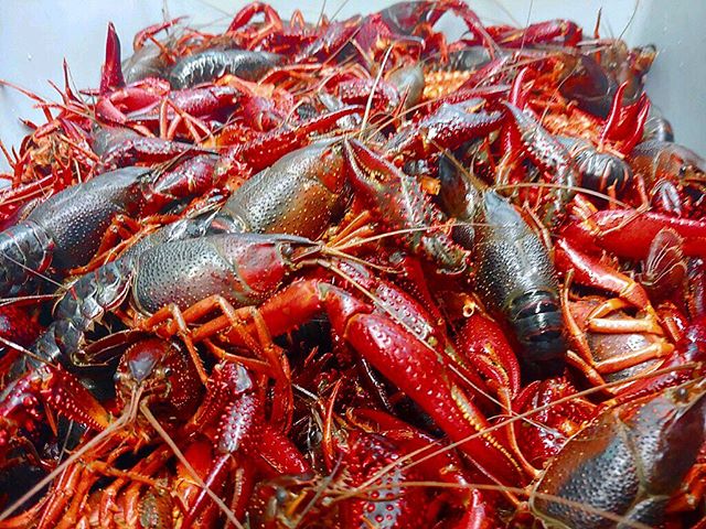 It's going down 👏🏼👏🏼👏🏼 Here's a little sneak peek at what the kitchen is busy prepping for our @flyingmachinebrewing collaboration beer dinner tomorrow! Perfectly paired with Kottbusser beer and Louisiana gator. Tickets still available at @brow
