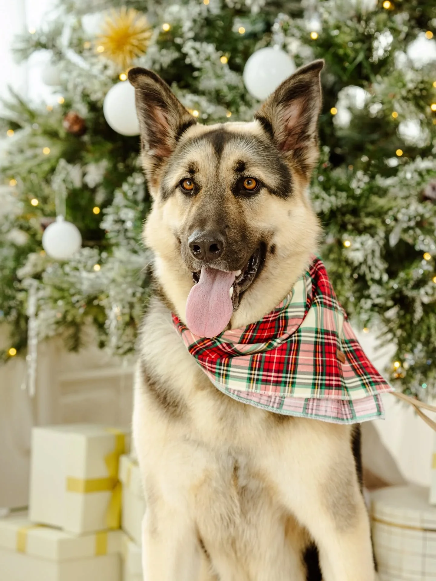 Holiday dogs in holiday outfits @denverphotocollective @ryan.tim.williams 🎄🎄🎄

#dogsofinstagram #doglover