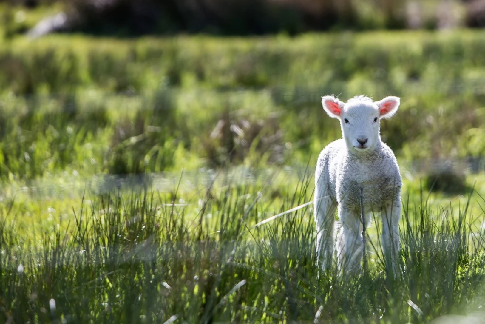See The Lamb
