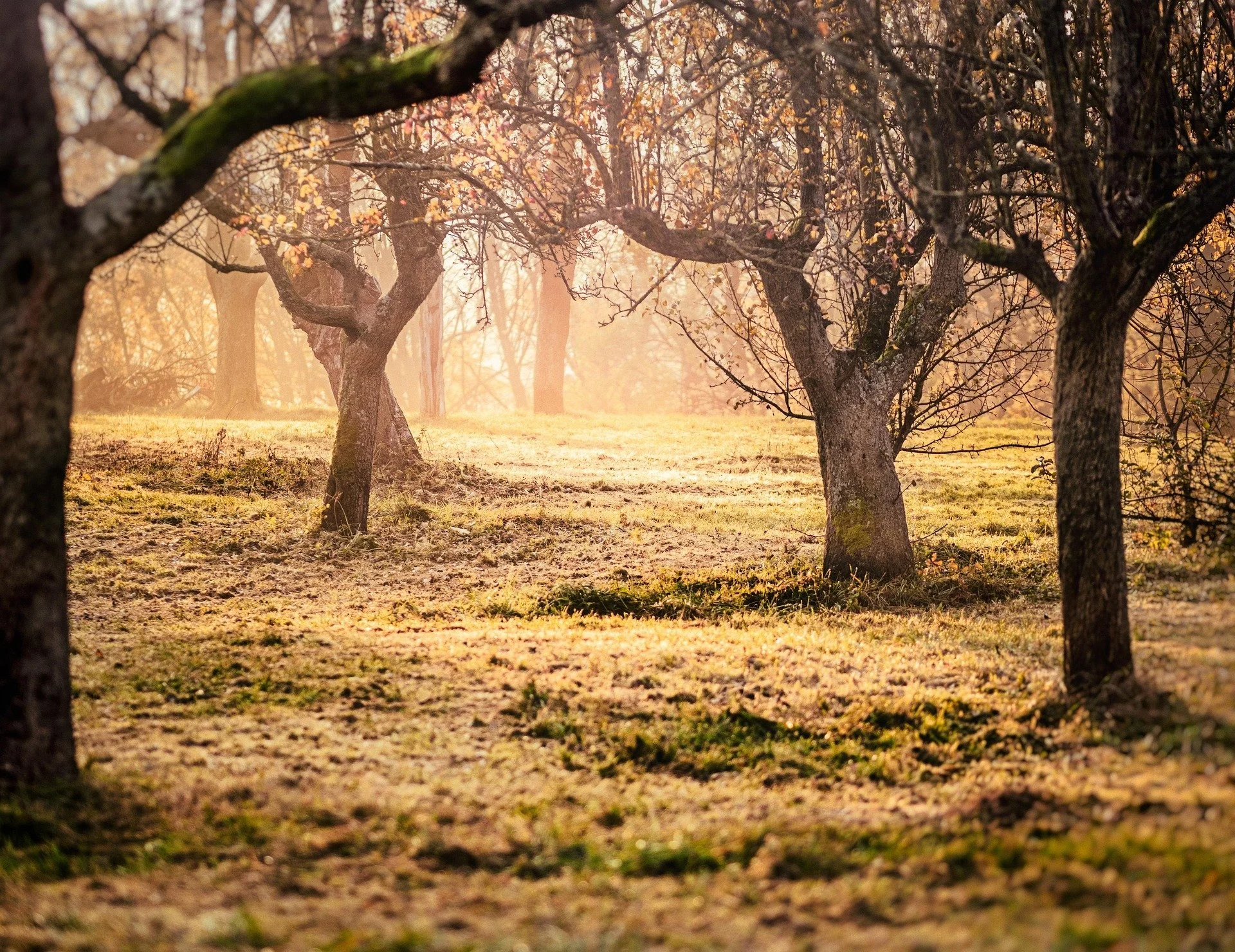 The Tree Patch