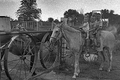 The Horses