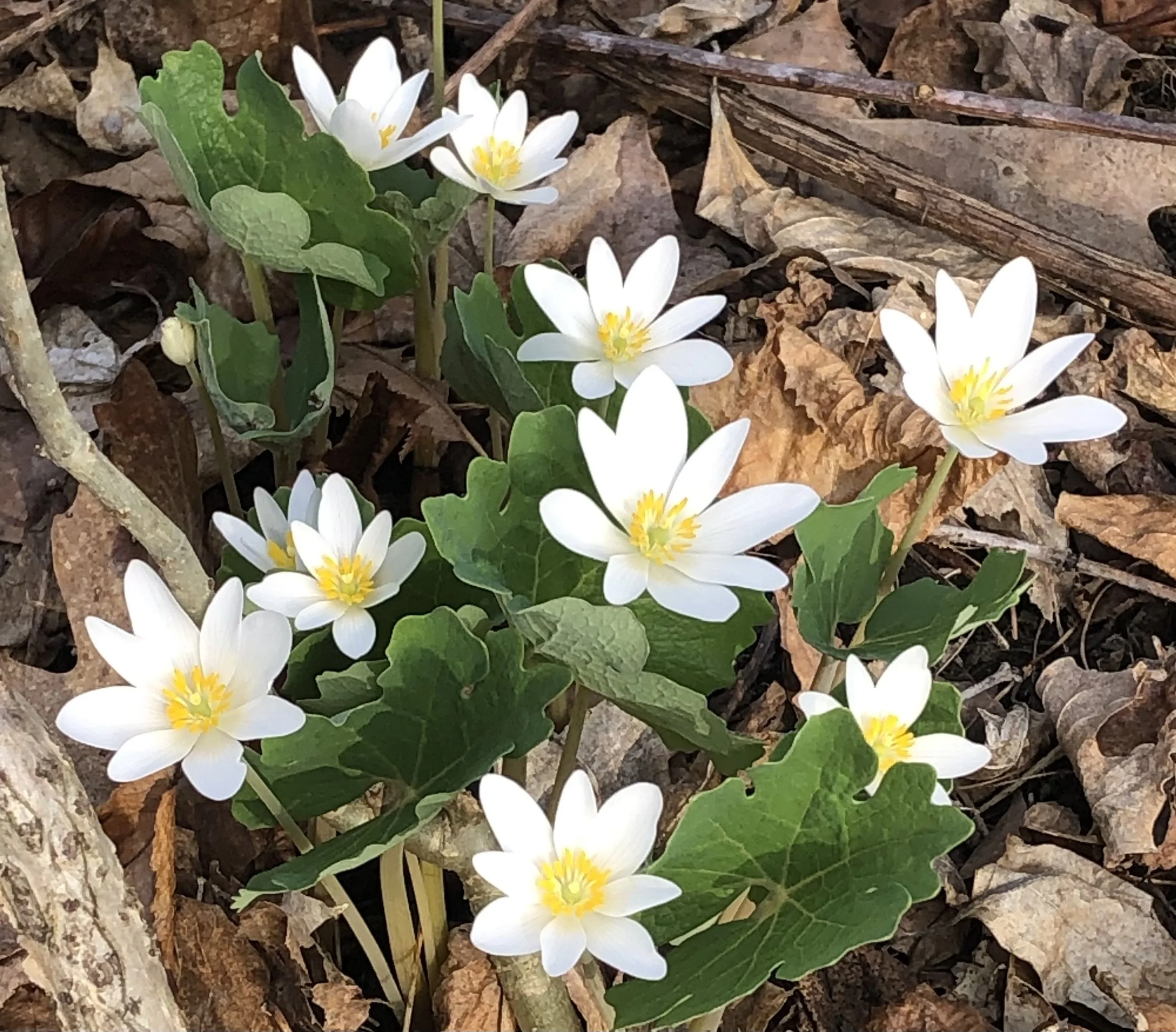 Spring Wildflower Walk