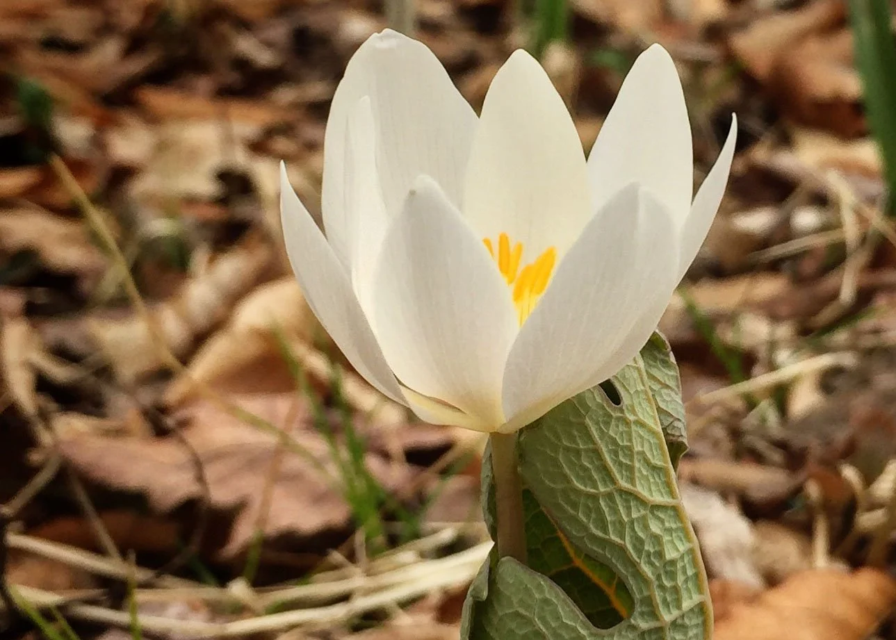 Spring Wildflower Walk