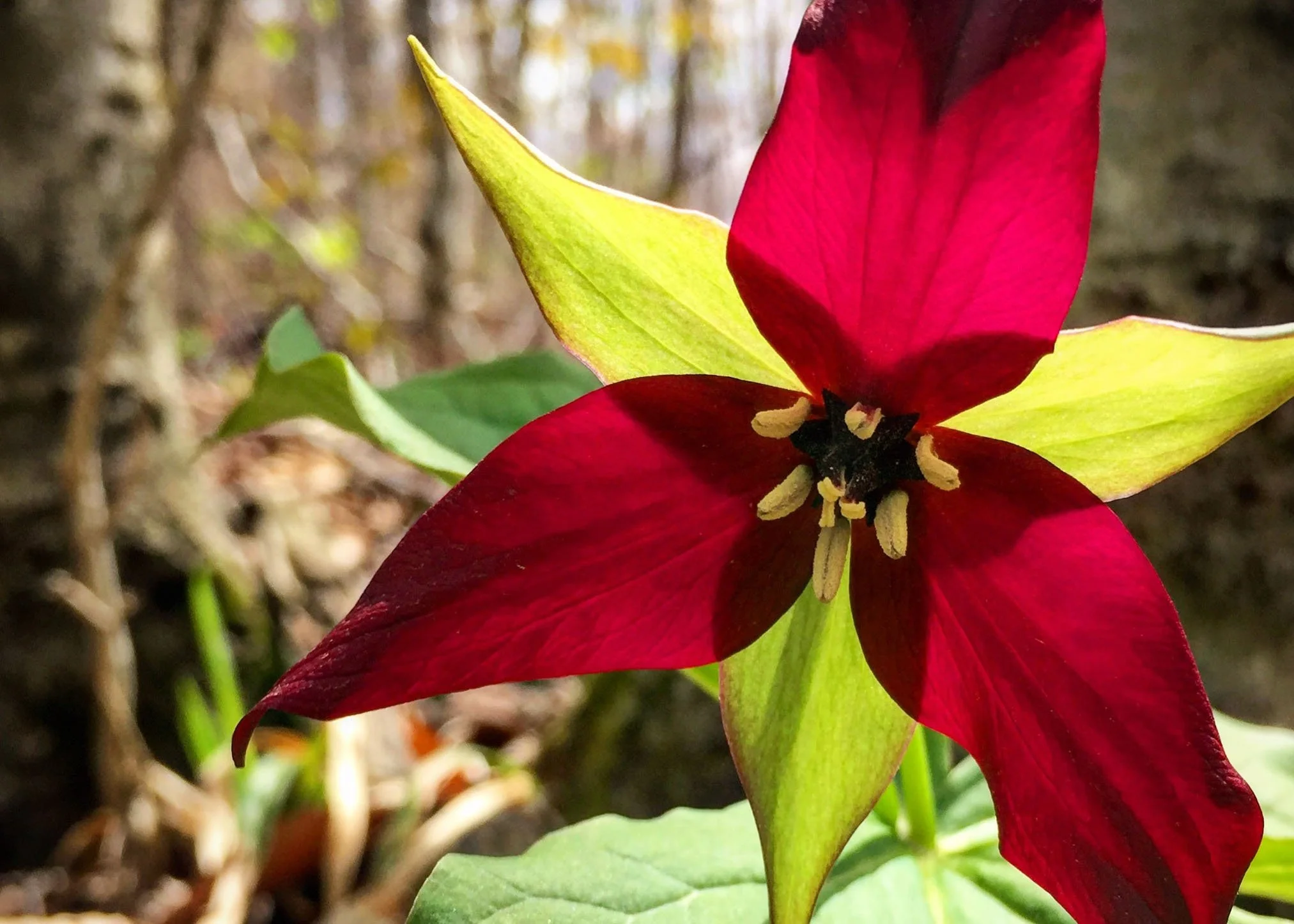 Spring Wildflower Walk