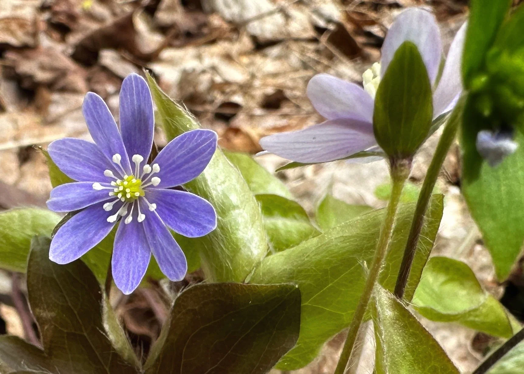 Spring Wildflower Walk