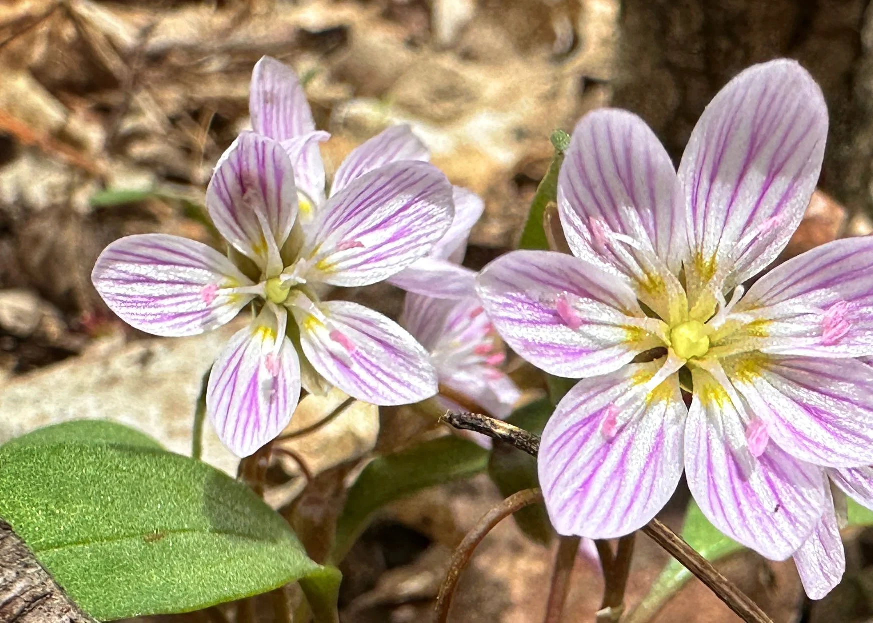 Spring Wildflower Walk