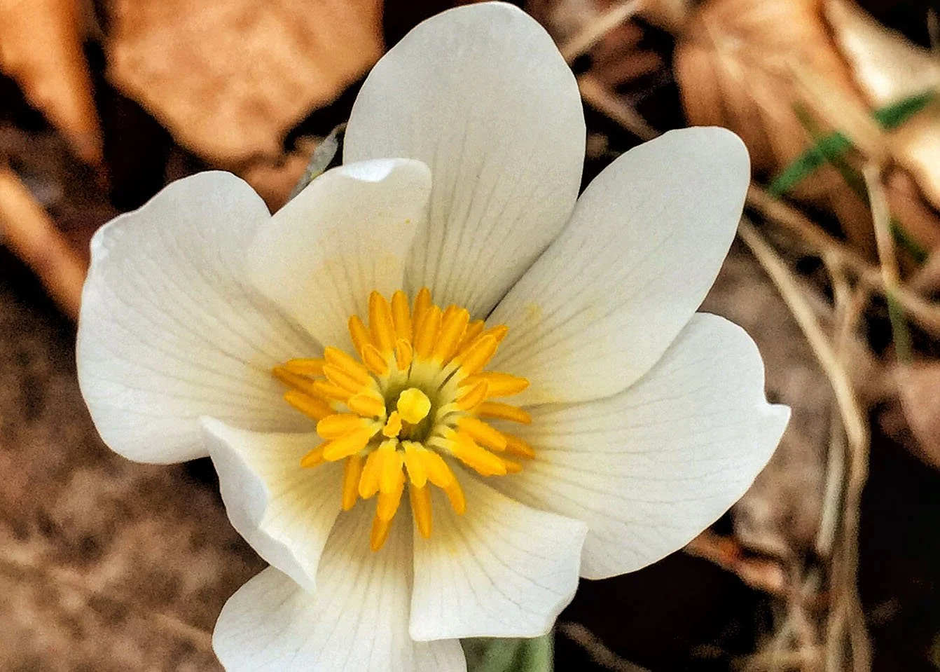Spring Wildflower Walk