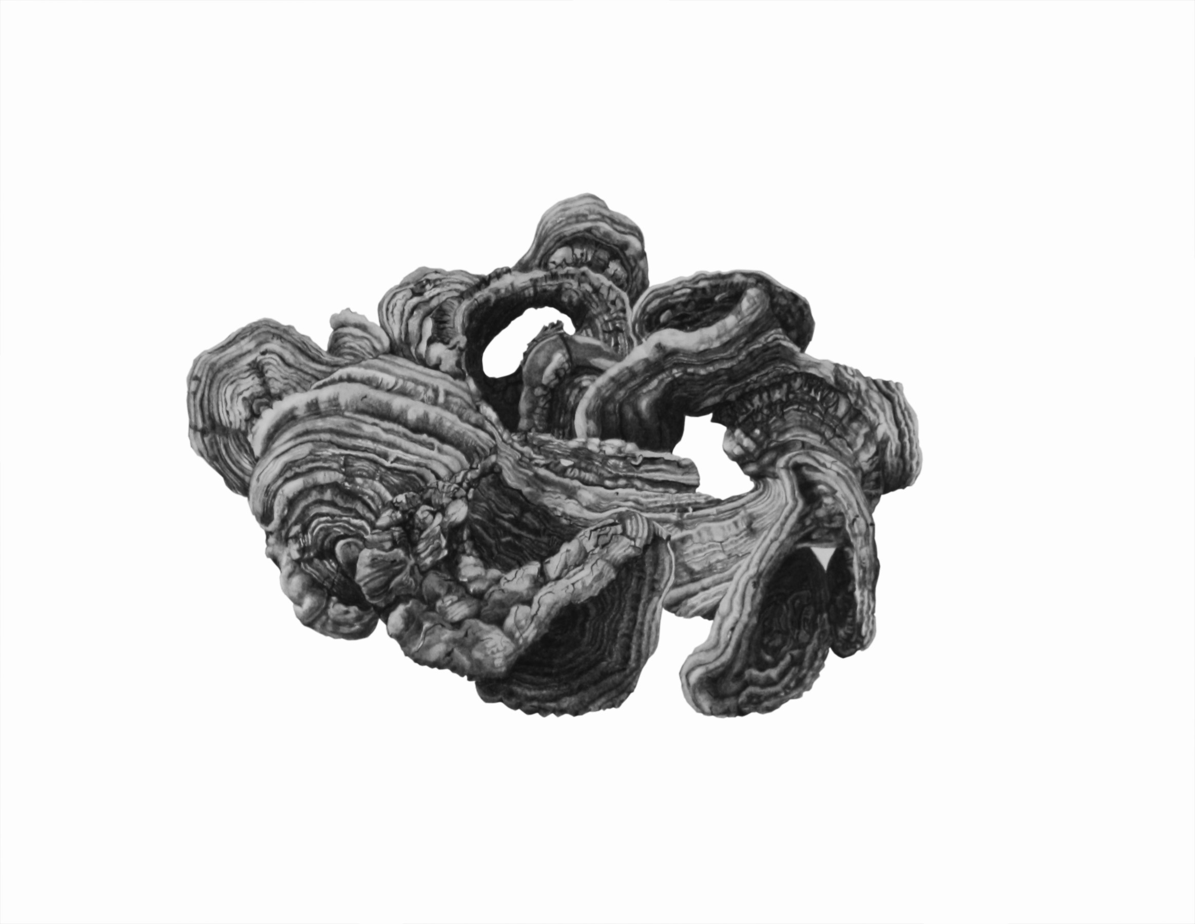 Hyperbolic Toadstool