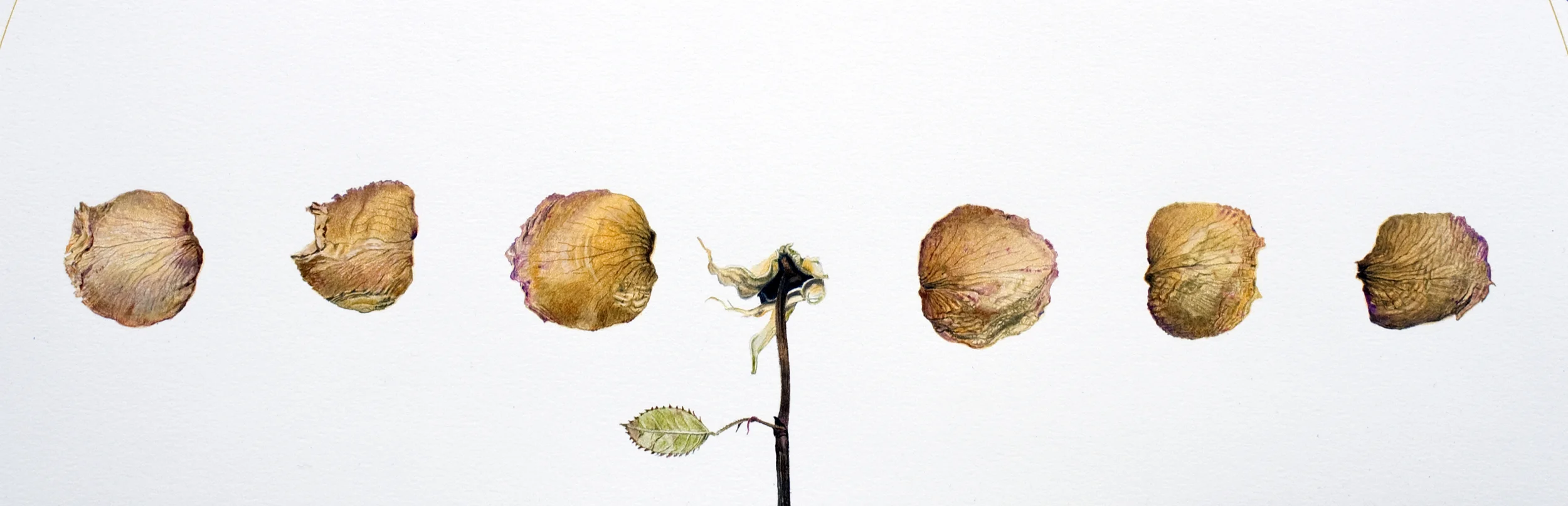 Rose, Dried and Disassembled