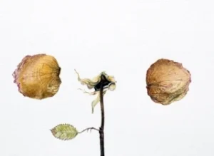 disassembled rose detail.jpg