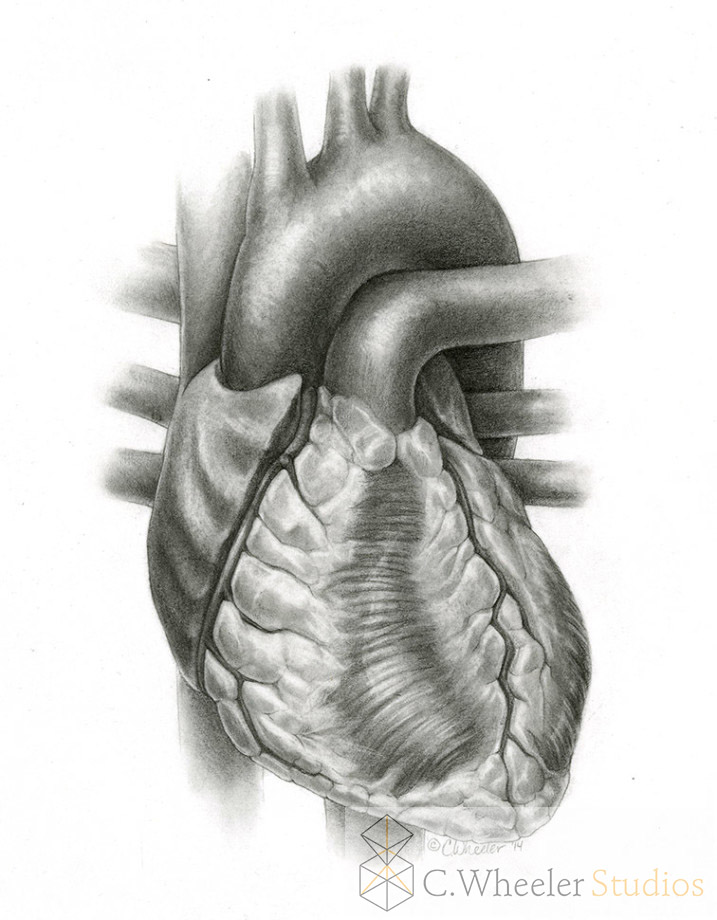 humanheart_graphite1-717x1024 copy.jpg
