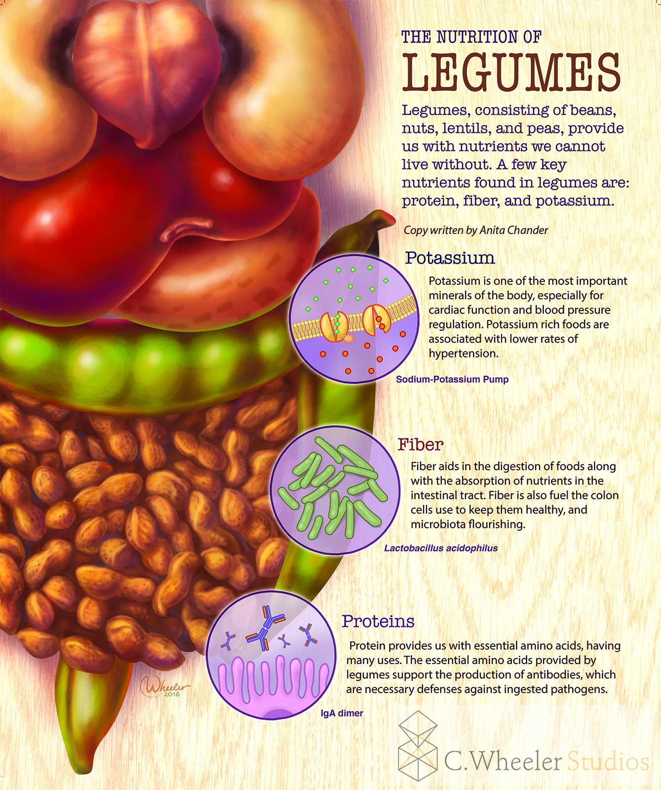 NutritionPoster_legumes_small_20160219 copy.jpg