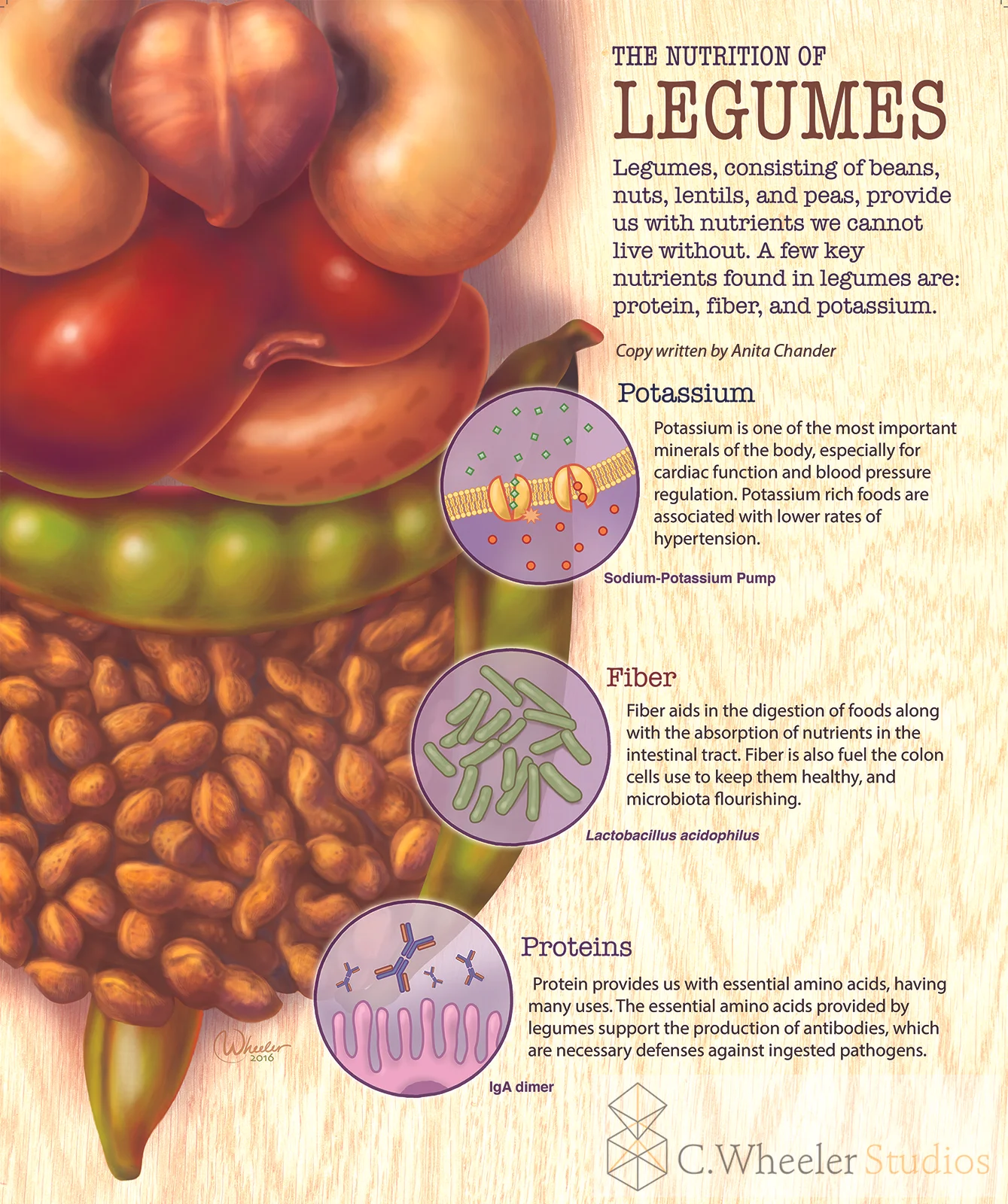 NutritionPoster_legumes_small_20160219 copy.jpg